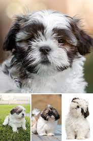 Shih Tzu Puppy Shih Tzu Dog Shih Tzu Puppy Shih Tzu Dog Shih Tzu