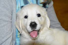 Are Golden Retrievers Hypoallergenic It S A Complicated Answer Golden Hearts