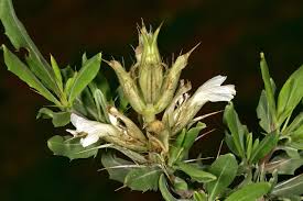 Image result for Blepharis diversispina