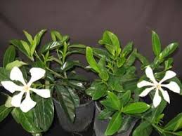 An annual application of 45 pounds of chicken manure and chicken litter, or more, per year for every 100 square feet will be just right to work wonders in your vegetable garden and. Gardenia Augusta Vietnam Vietnamese Gardenia Fragrant Garden Gardenia Vietnamese