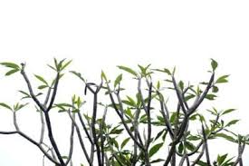 Plumeria Pruning Techniques Learn How To Get Plumeria To Branch Plumeria Tree Plumeria Care Plumeria