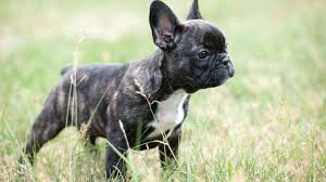 French bulldog dog red eyes allergies. French Bulldog Allergies Causes And Treatments Barking Royalty