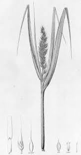 Image result for Pseudechinolaena polystachya