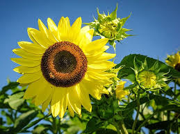 Tanaman ini mempuyai tinggi sekitar 48 inch dengan dan mempuyai bunga berwarna biru muda. Biji Benih Bunga Matahari Lemon Queen Sunflower Lemon Queen 8 Seeds Lazada