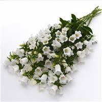 Image result for Carvalhoa campanulata