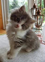 Somethin Warm And Squishy In Yer Show First I Heards Of It Cute Kittens Hayvan Bebekler Kedileri Seviyorum