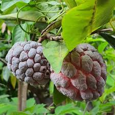 Image result for Annona reticulata
