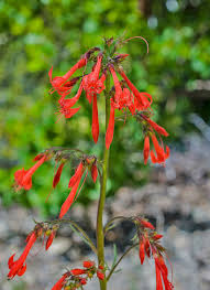 Image result for Polemoniaceae