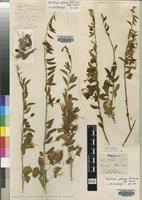Image result for Maerua edulis