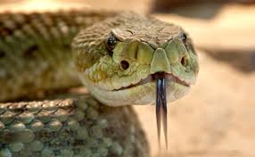 Elle a très peu de saveur réelle, selon ceux qui en ont fait l'expérience. Le Crotale Fameux Serpent A Sonnette