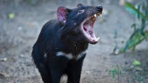The tasmanian devil is the world's largest living carnivorous marsupial. Contagious Cancer Hope For The Tasmanian Devil The Korea News Plus