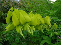 Image result for Crotalaria agatiflora