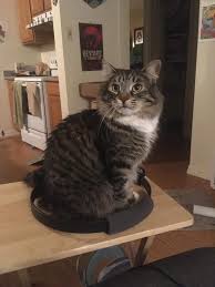 The way x is sitting on zero's lap. Question For You Cat Lovers Album On Imgur