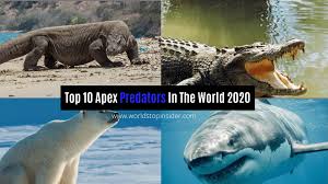 We did not find results for: Top 10 Apex Predators In The World World S Top Insider