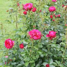 Soul 120cm Rosensorten Rosen Blumen