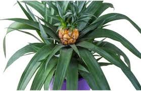 Faire Pousser Un Ananas Tout Pratique Comment Planter Un Ananas Faire Pousser Un Avocatier Faire Germer Des Graines