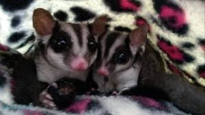 Birds For Sale In Florida Craigslist Orlando Pets Sugar Gliders Craigslist Sugar Glider Pets Gliders