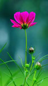 The item must be returned in new and unused condition. Flower Images Free Download Hd Flower Dp Dp Images Goodmorningimagess
