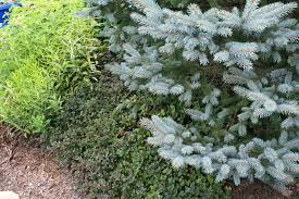 Image result for Lysimachia djalonis