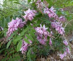 Image result for Indigofera adenoides