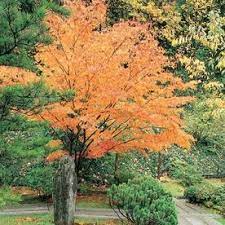 3 25 Gallon Katsura Japanese Maple Feature Tree Lw02576 Lowes Com Japanese Maple Tree Japanese Maple Katsura Tree