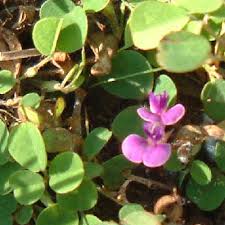 Image result for Grona adscendens