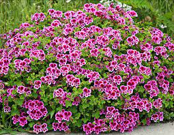 You can easily recognise them due to the same 5 petal flowers and long beak like seedheads. Pelargonium Veronica Contreras Buy Online At Annie S Annuals