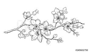 Black And White Line Art Cherry Blossom Tattoo Cherry Flower Blossom Botanical Art Spring Almond Sakura Cherry Flower Black Ink Art Flower Drawing