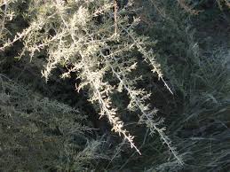 Image result for Phaeoptilum spinosum