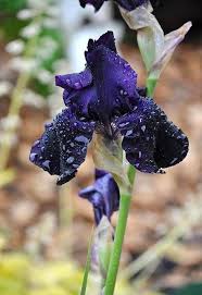 Beauty Black Iris Most Beautiful Flowers Beautiful Flowers Black Flowers