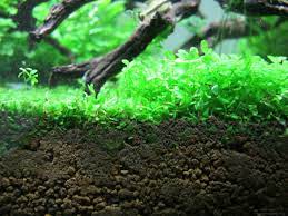 Come here to enjoy pictures, videos, articles and a subreddit for all aquarium lovers! Potted Monte Carlo Micranthemum Easy Carpet Aquarium Plant Aquarium Plants
