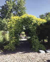 Brewing & decorative hop for arbours, trellis, pergolas & decoration. Growing Golden Hops Home And Garden Yakimaherald Com