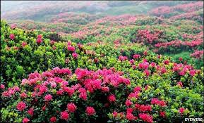 Resultado de imagen de plants with flowers
