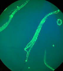 Image result for Monotes elegans