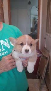 Cardigan welsh corgi or pembroke welsh corgi. Corgi For Sale Colorado