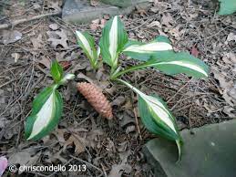 Will rhododendrons grow under pine trees? Practical Permaculture Planting Under Pine Trees Chriscondello