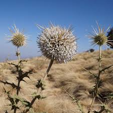 Image result for Echinops longifolius
