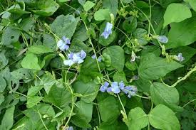 Image result for Psophocarpus grandiflorus