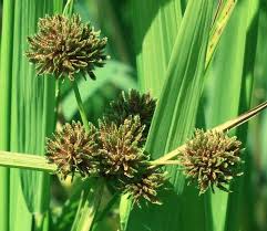 Image result for Cyperus difformis