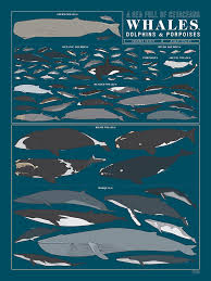 Infographic 90 Dolphins Porpoises And Whales Drawn To