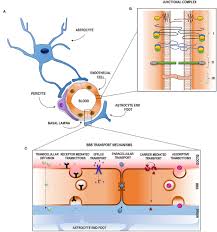 The simple and intuitive interface of the application itself will help you quickly get used to the gameplay, and a lot of tasks will pass you more than one boring evening. Frontiers Pathophysiology Of Blood Brain Barrier Permeability Throughout The Different Stages Of Ischemic Stroke And Its Implication On Hemorrhagic Transformation And Recovery Neurology