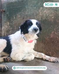 Image result for what do Cheyletiella look like in dog fur