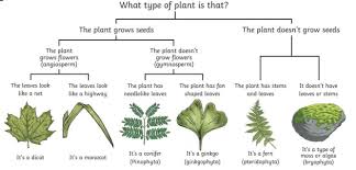 As the classification of flower species is an important task, it is already in research and many different approaches have been developed. What Is The Classification Of Plants Answered Twinkl Teaching Wiki