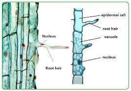 Structure Of Root Hairs بحث Google Root Hair Cell