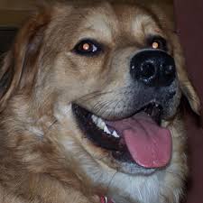 We did not find results for: Golden Pyrenees Breed Information Characteristics Heath Problems Dogzone Com