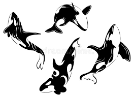Looking out for our tattoo customers. Set Of Killer Whales Collection Of Stylized Orca Whale Black White Vector Illustration Of Sea Predatory Fish Tattoo Stock Vector Illustration Of Cartoon Jumping 159350655