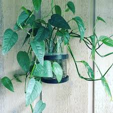 I Have Several Cebu Blue And Monstera Adansonii Cuttings To Pot Up Soon So Many Potting Jobs May Is A Busy Month B Indoor Vines House Plant Care Big Plants