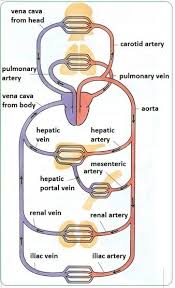 Pin On Medical Anatomy