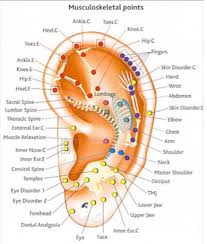 Ear Reflexology Charts Reflexology Ear Chart Tips