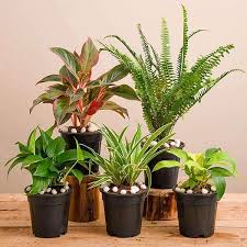 Plants absorb air through pores on the surface of their leaves, taking in air and using it to assist in the best 13 houseplants for supplementing your home's air purifier. Natural Air Purifier Plants For Summer Cooling Mangomeadows Best Nursery In Plants In Kerala